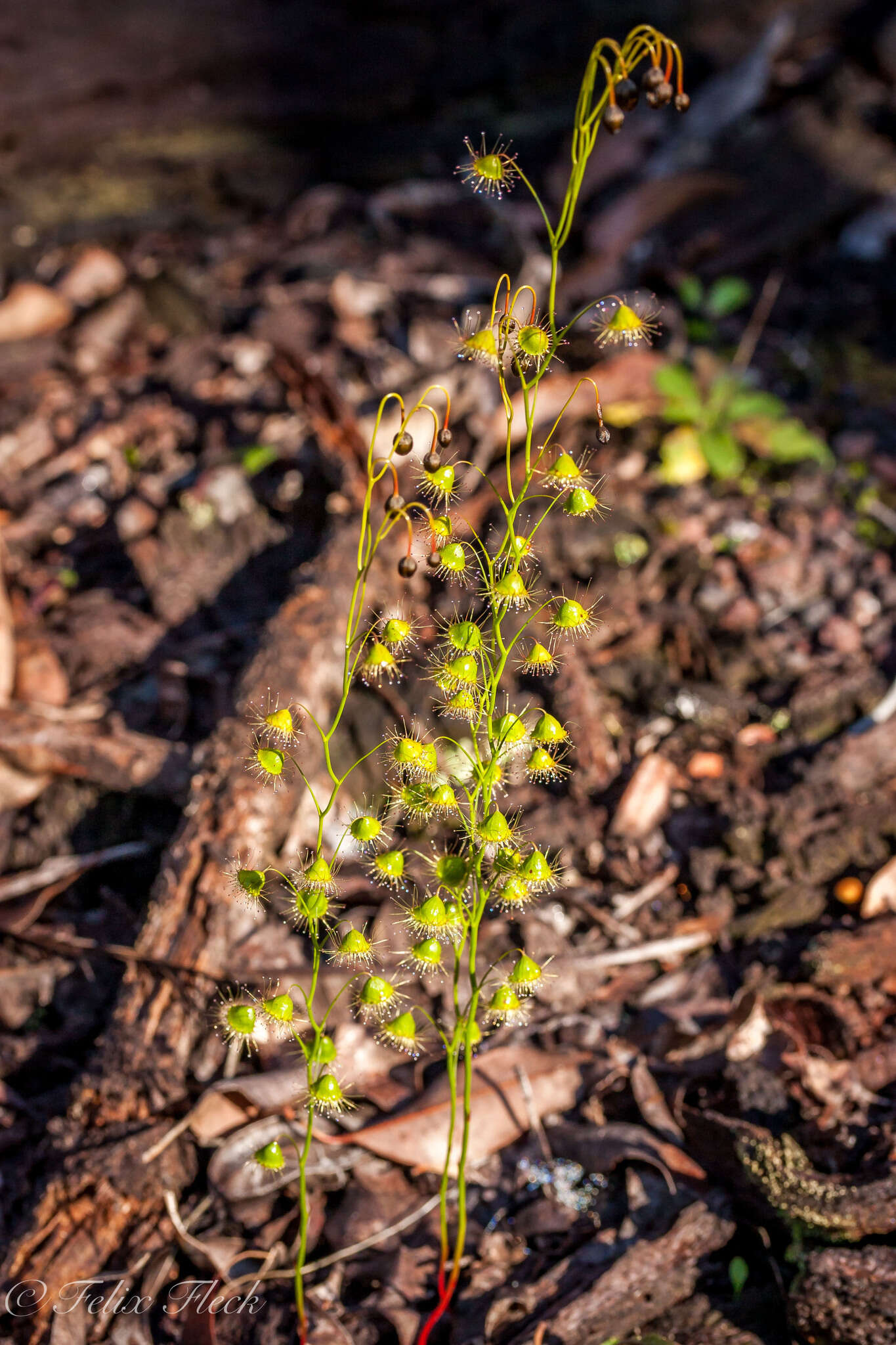 صورة Drosera huegelii Endl.