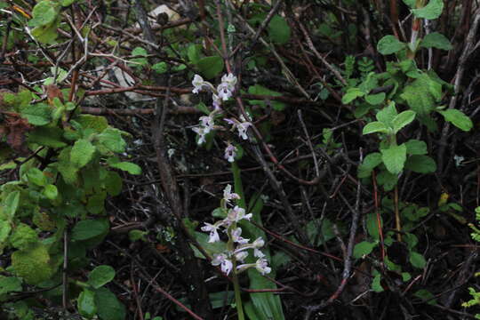 Image of Anacamptis israelitica (H. Baumann & Dafni) R. M. Bateman, Pridgeon & M. W. Chase