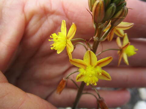 Image of Bulbine lagopus (Thunb.) N. E. Br.