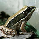 Image of Darling's frog