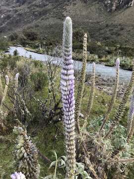 Sivun Lupinus weberbaueri Ulbr. kuva