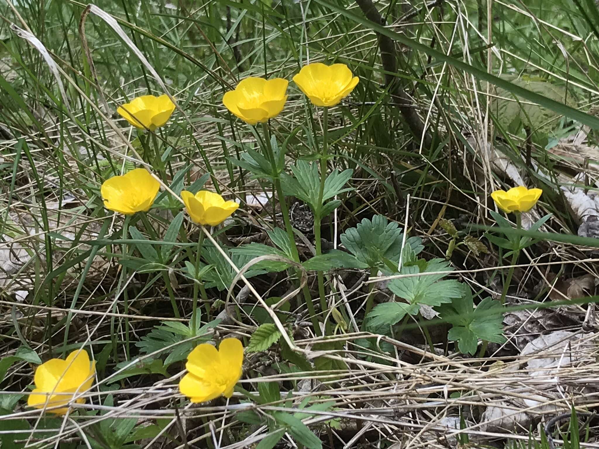 Image of Ranunculus montanus Willd.