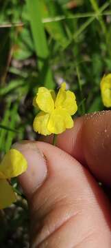 Image of Baldwin's Yellow-Eyed-Grass