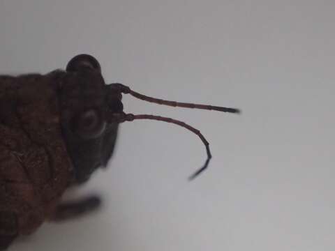 Image of long-horned ground-hopper