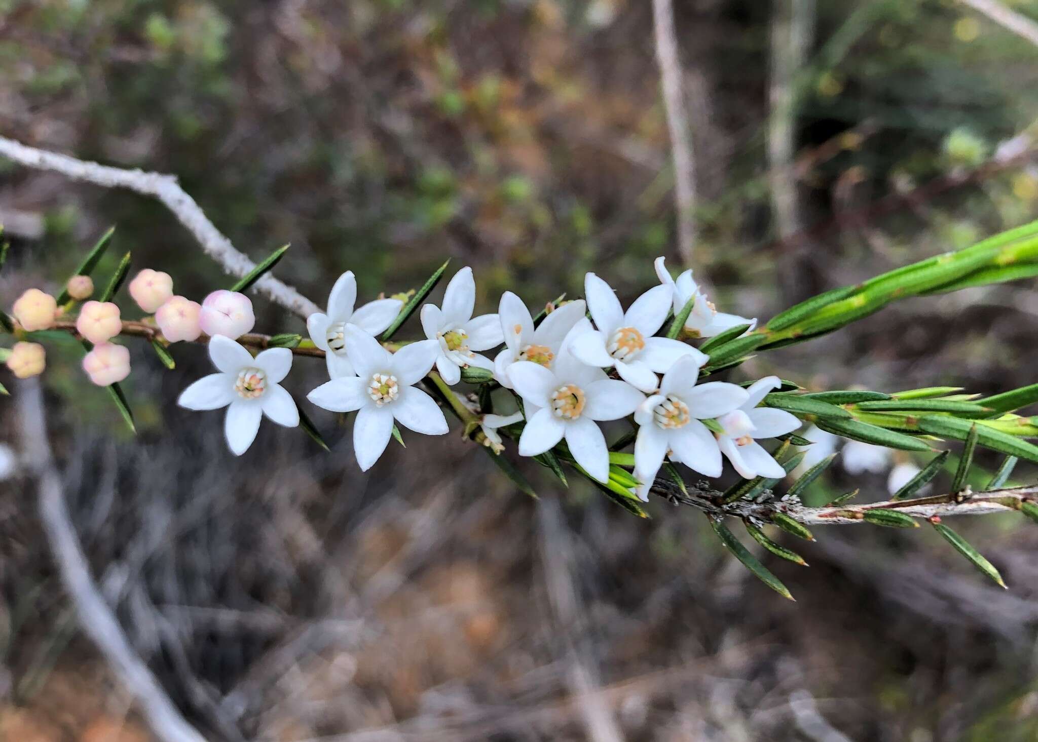 Image of Philotheca pungens (Lindl.) Paul G. Wilson