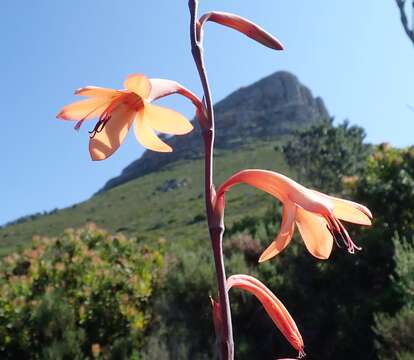 Imagem de Watsonia meriana (L.) Mill.