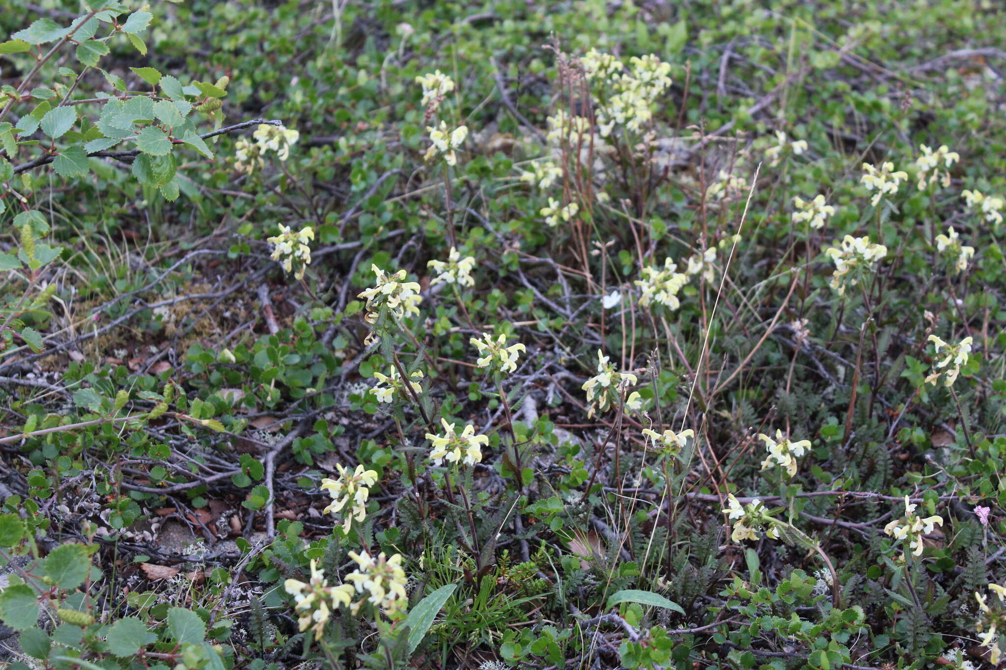 Image of Lapland lousewort