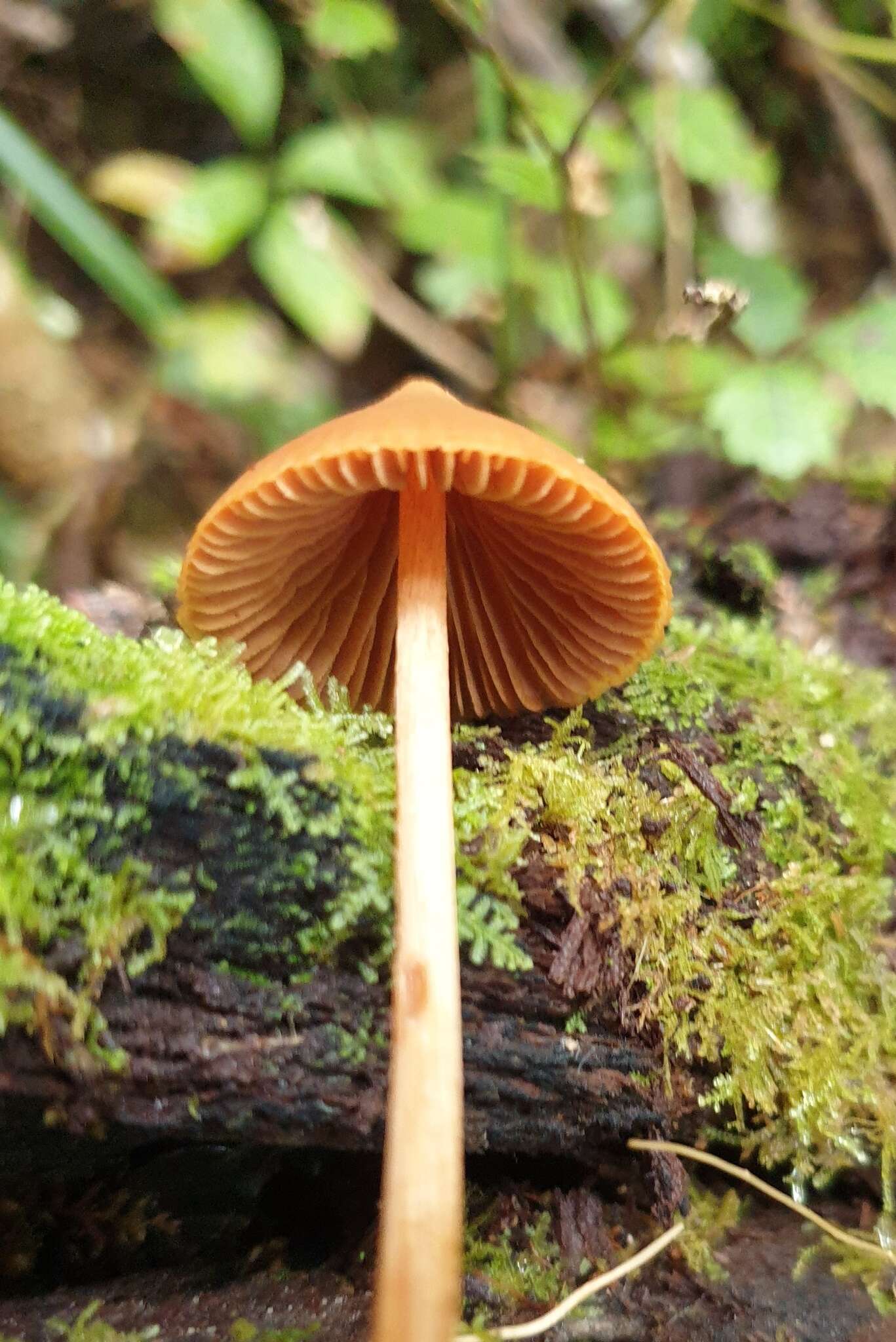 Image of Entoloma latericolor E. Horak 1976