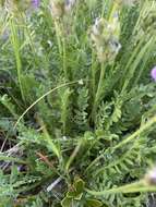 Image of boreal locoweed