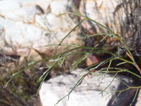 صورة Indigofera leptocarpa Eckl. & Zeyh.