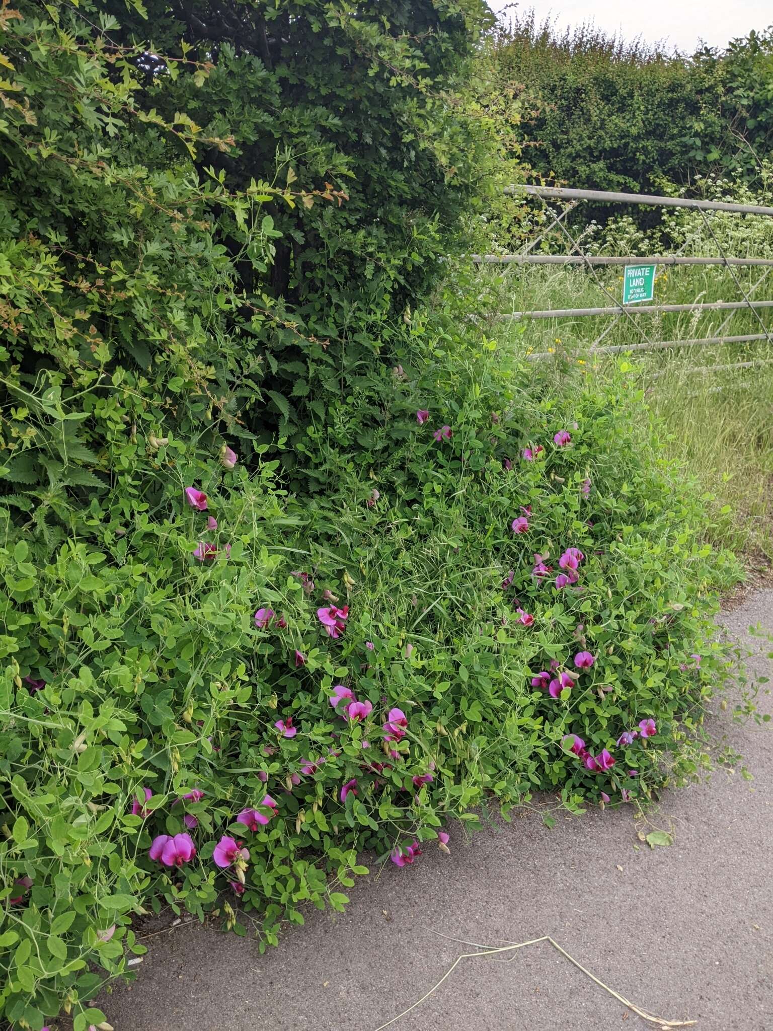 Image of Everlasting-Pea