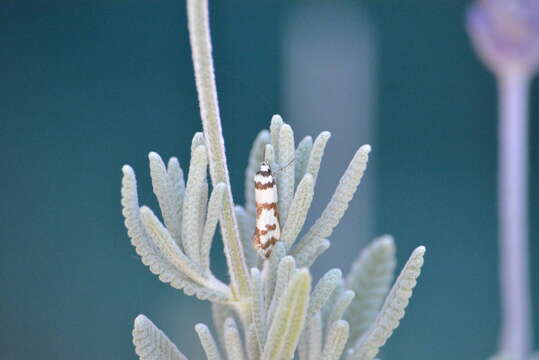 Image of Philobota impletella Walker 1869