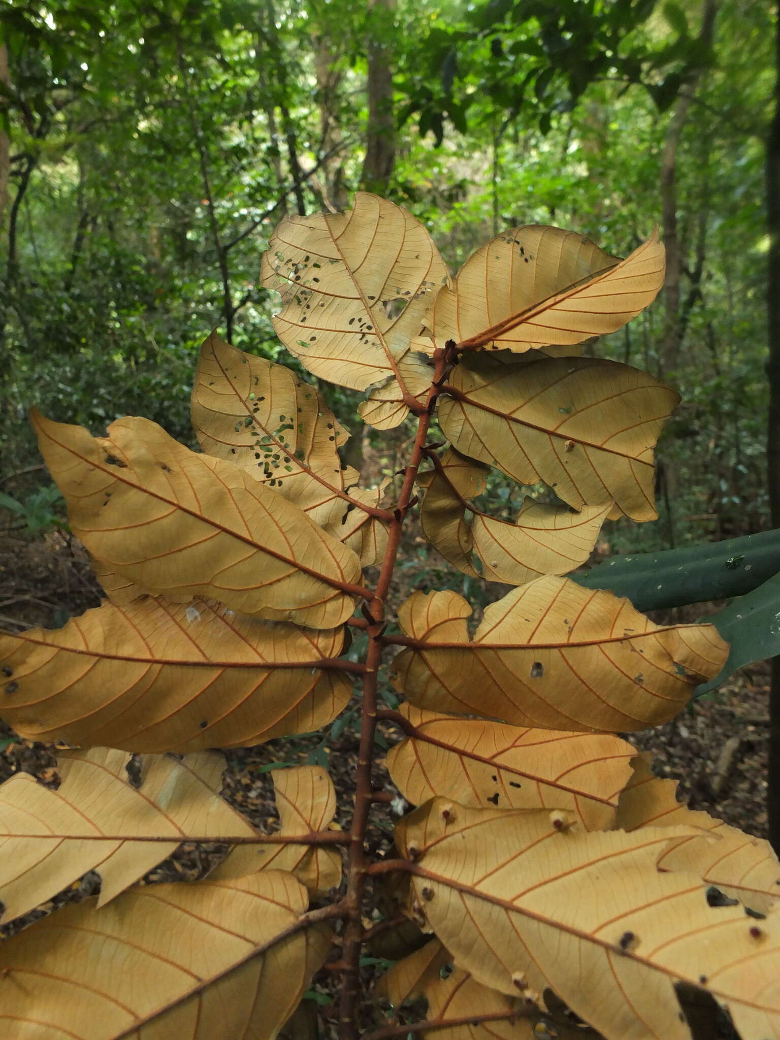 Image of Pterospermum diversifolium Bl.