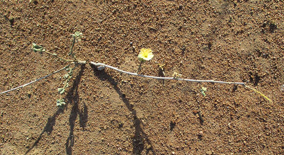 Image of Abutilon austroafricanum Hochr.