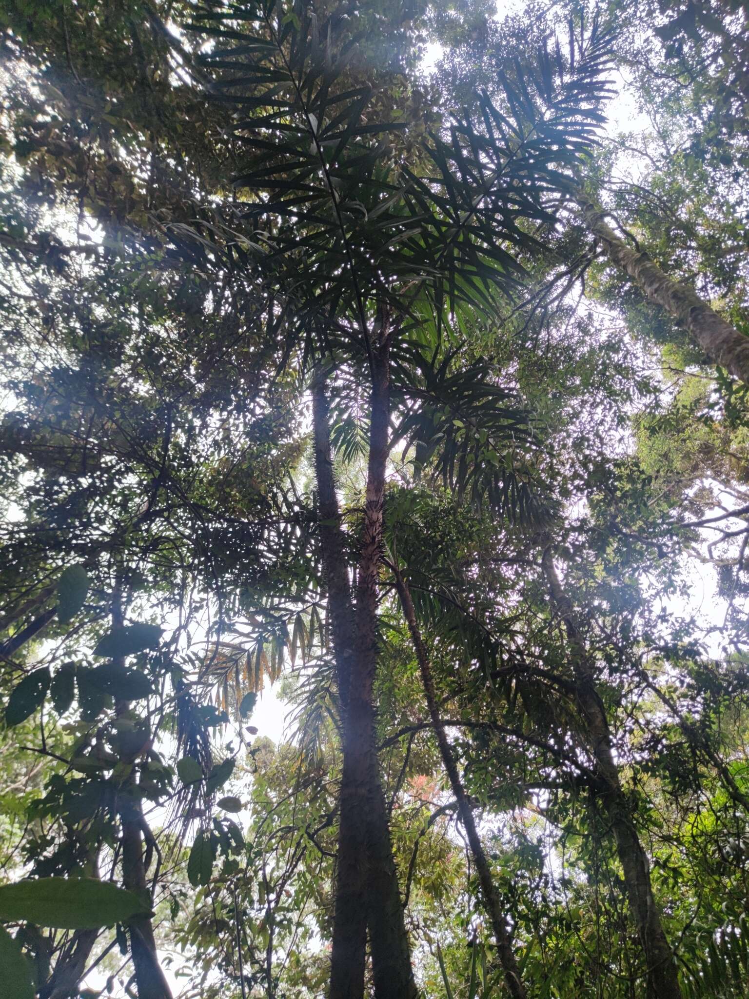 Image of Oncosperma fasciculatum Thwaites