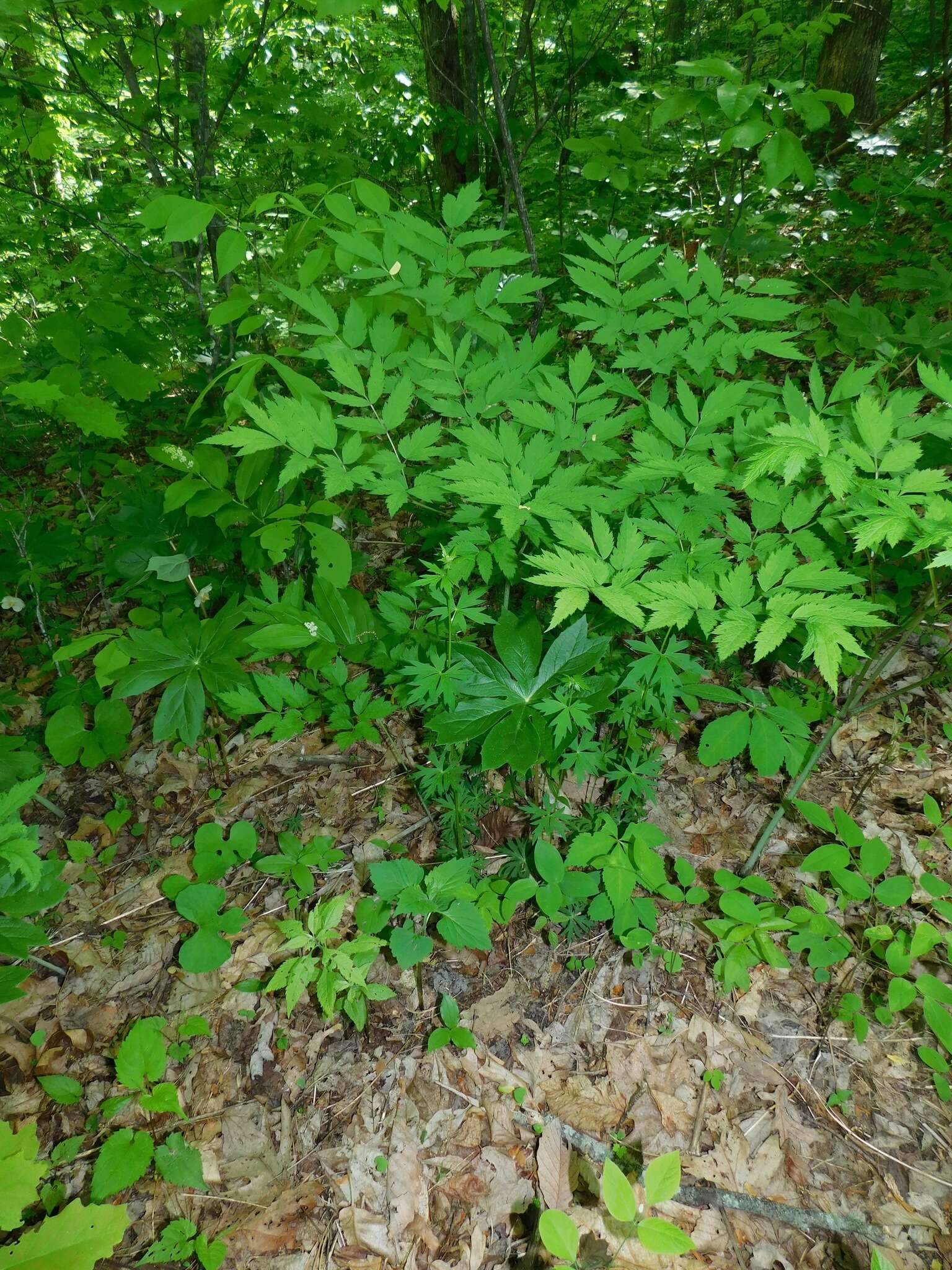 Imagem de Aconitum reclinatum A. Gray