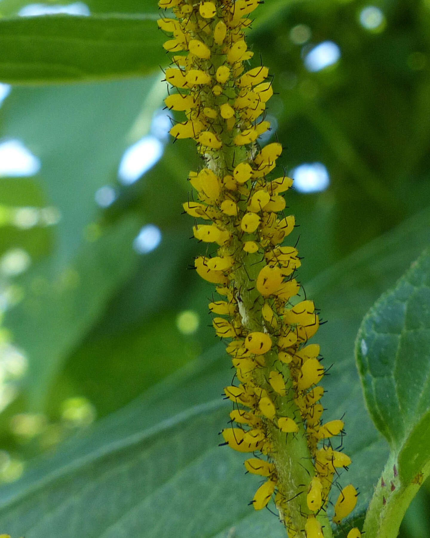 Image of Aphid