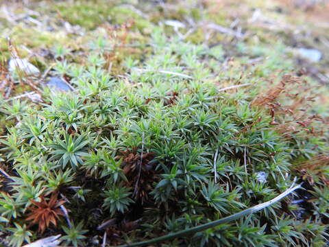 Image of pogonatum moss