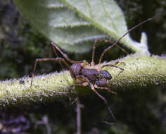 Image of Algidia interrupta solatia Forster 1954