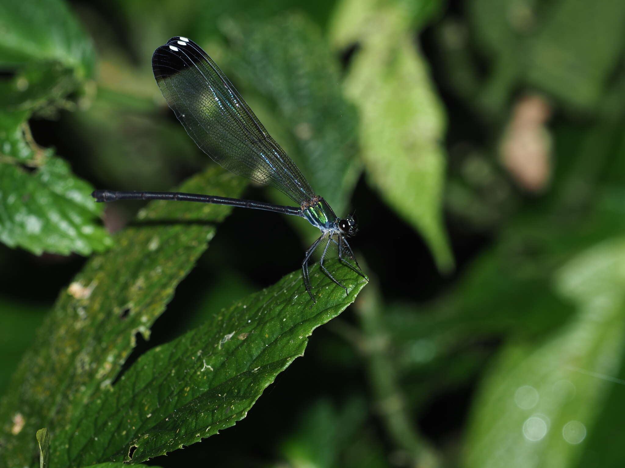 Image of <i>Psolodesmus mandarinus dorothea</i>