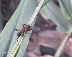 Image of Acromyrmex heyeri (Forel 1899)