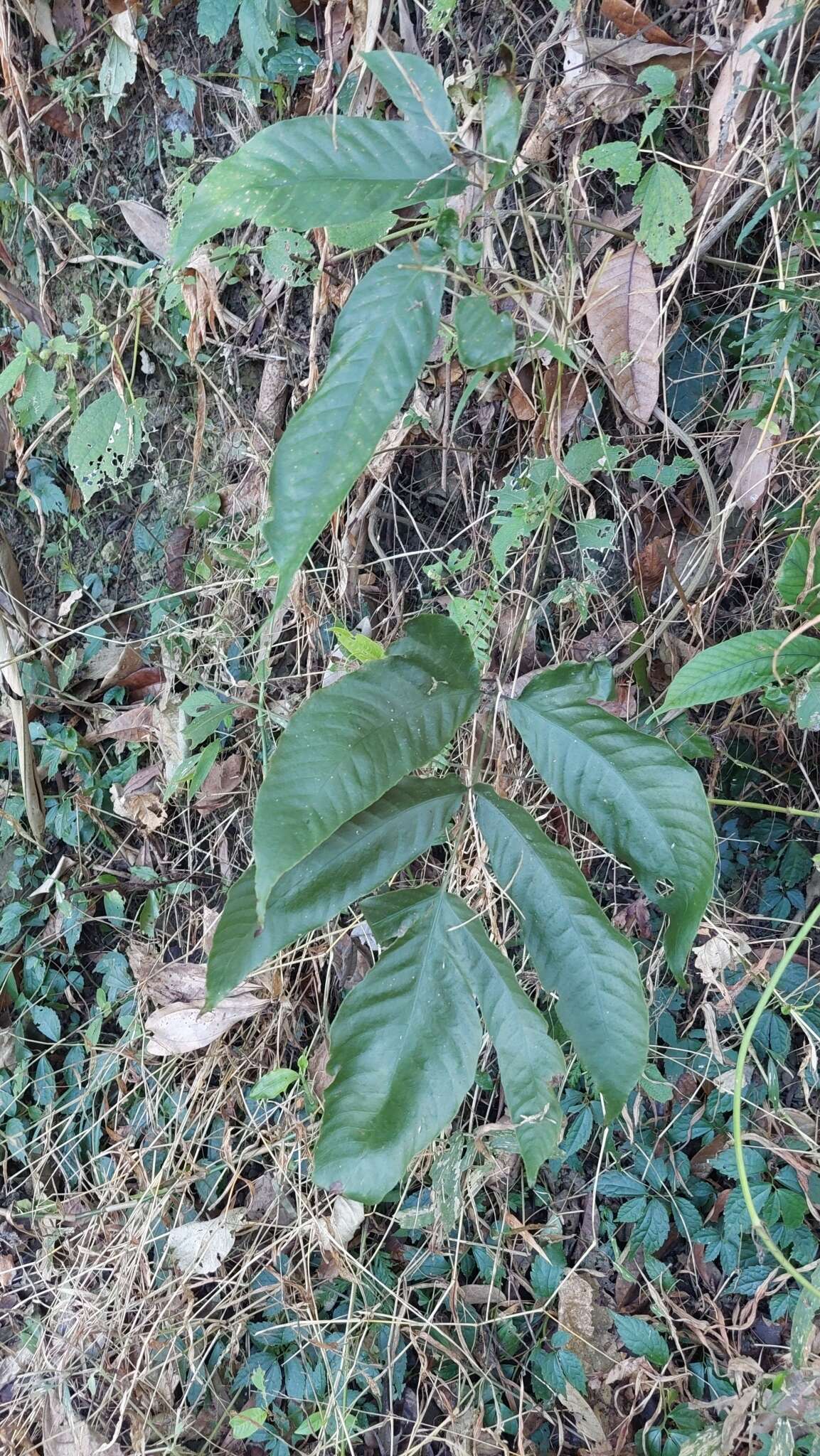 Image of Tectaria polymorpha (Wall. ex Hook.) Copel.