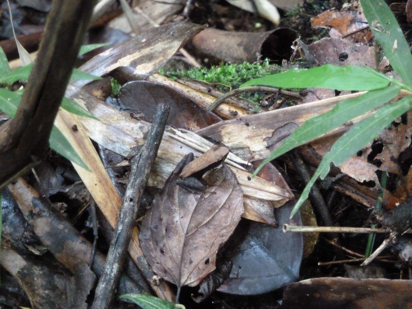 Image of Mantidactylus charlotteae Vences & Glaw 2004