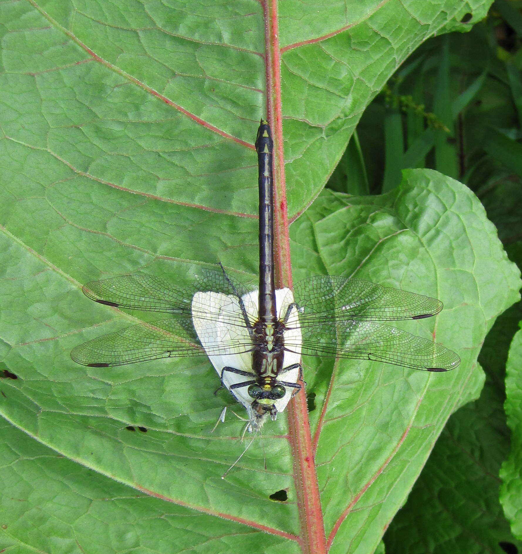 صورة Dromogomphus Selys 1854