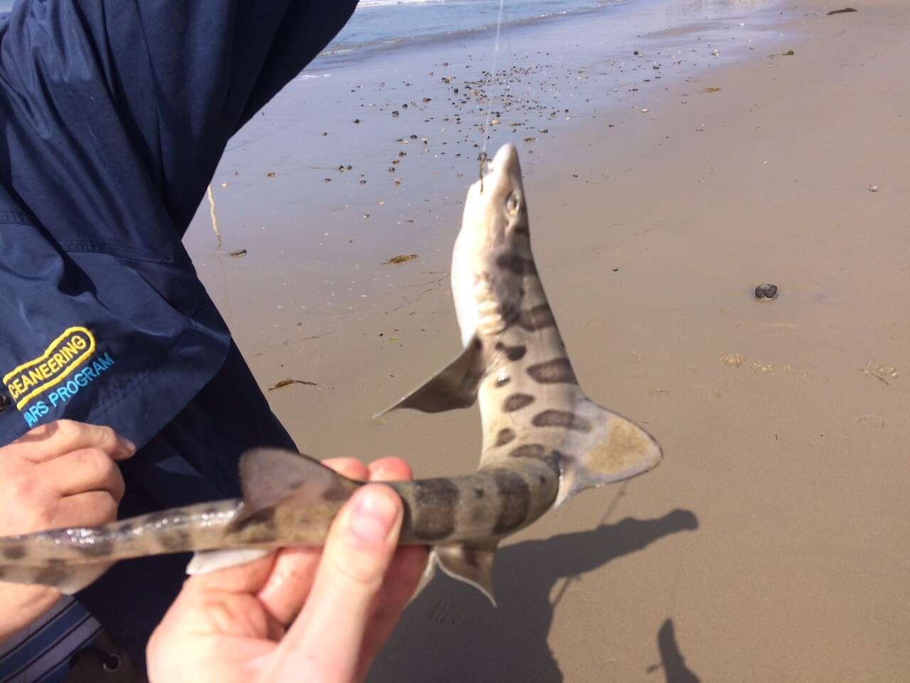 Image of Leopard Shark