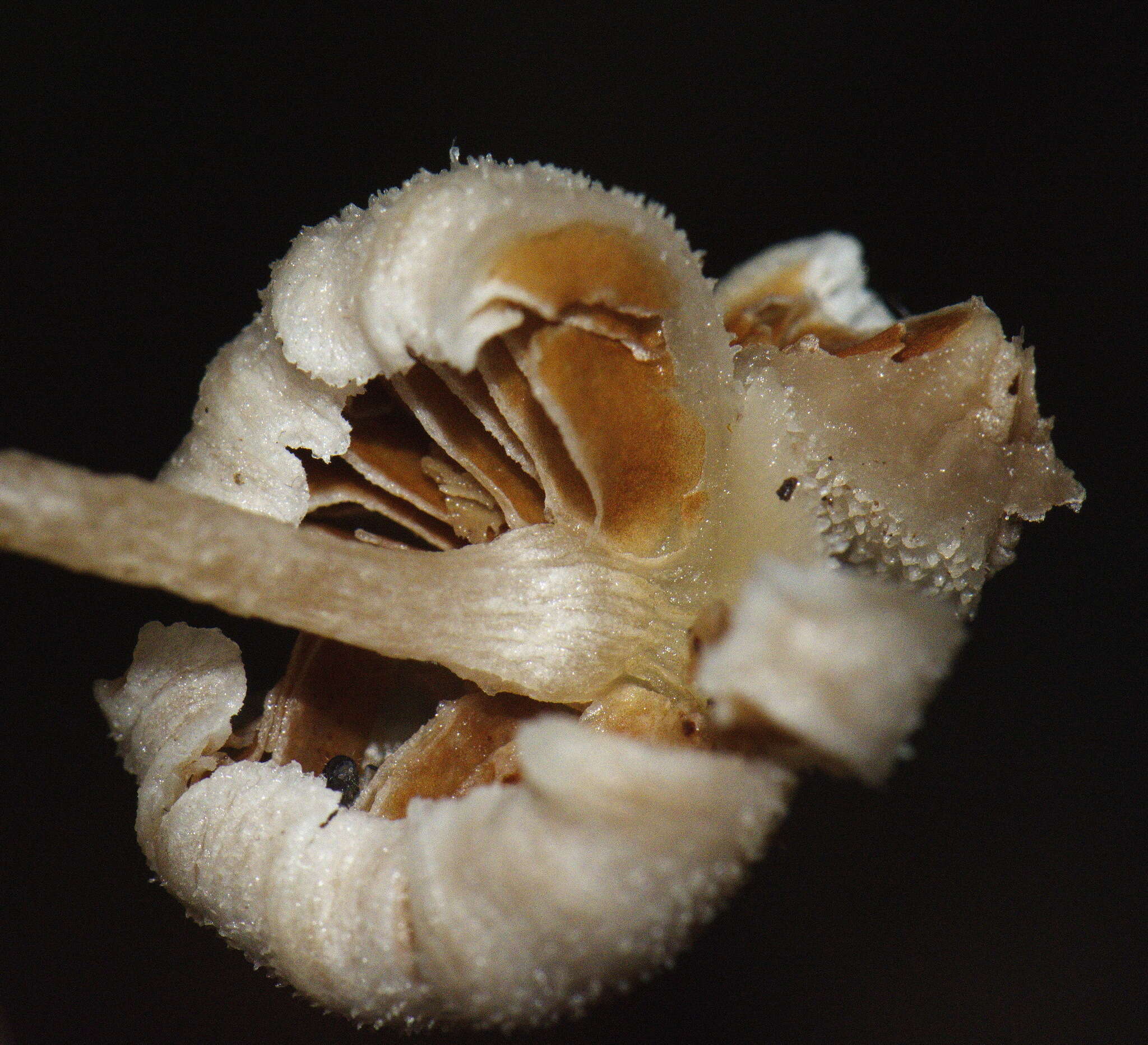 Image de Tympanella galanthina (Cooke & Massee) E. Horak 1971