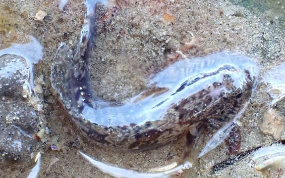 Image of Sculptured goby