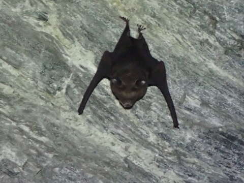 Image of Hipposideros armiger terasensis Kishida 1924