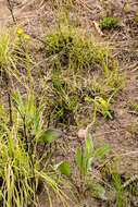 Image of Senecio coronatus (Thunb.) Harv.