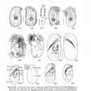 Imagem de Trochiliopsis opaca Penard 1922