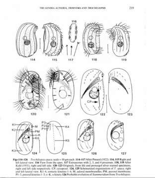 Imagem de Trochiliopsis Penard 1922