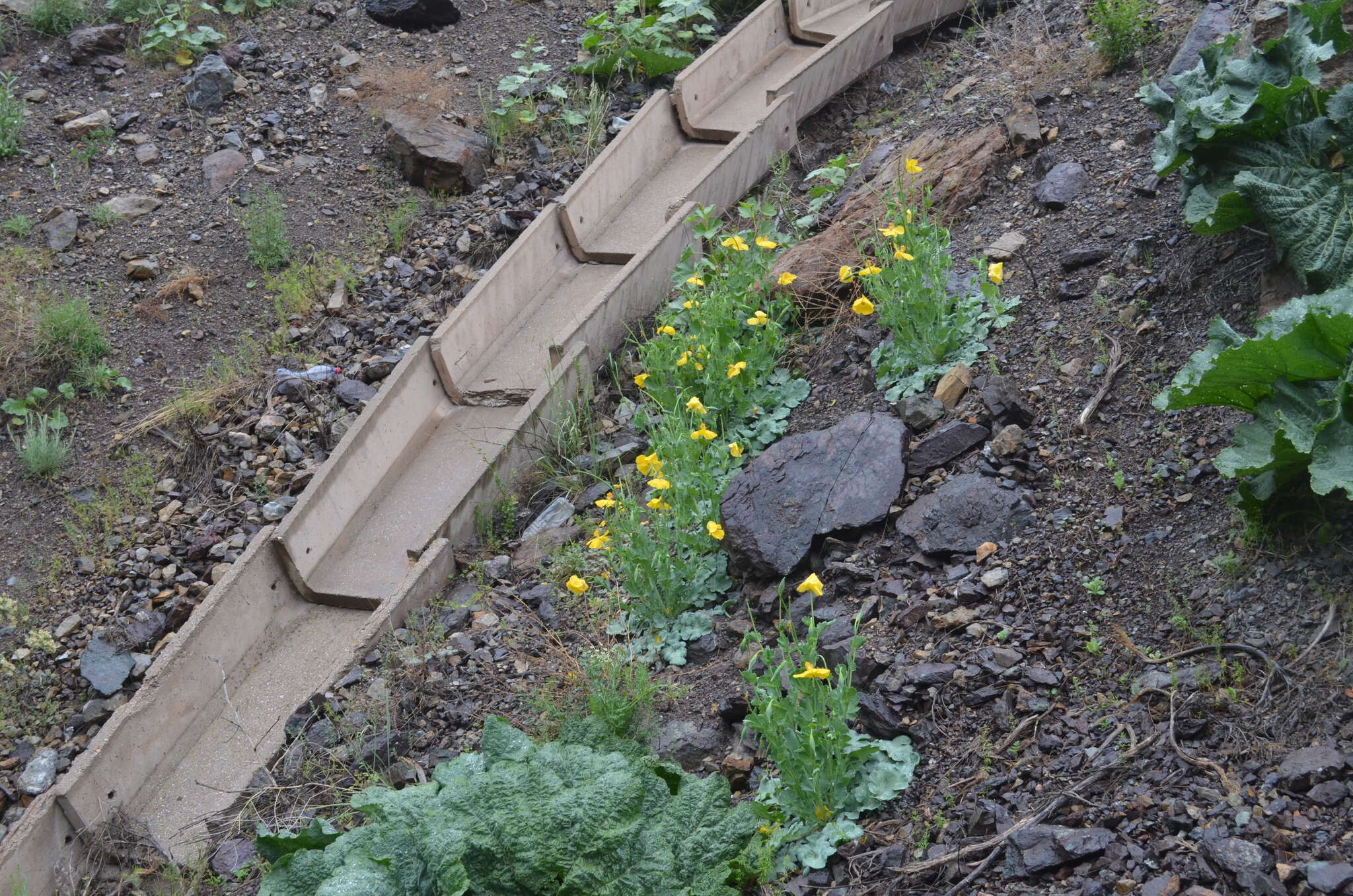 Image of Glaucium fimbrilligerum Boiss.