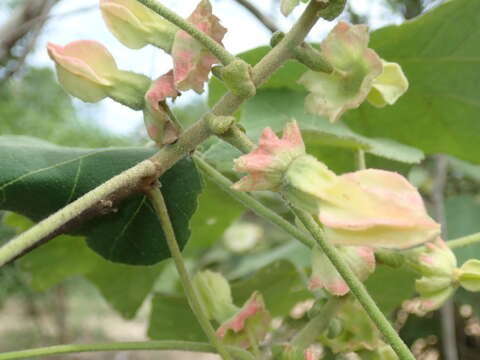 Image of Hibiscus macrogonus Baill.