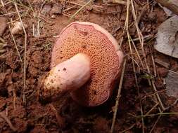 Image of Chalciporus amarellus (Quél.) Bataille