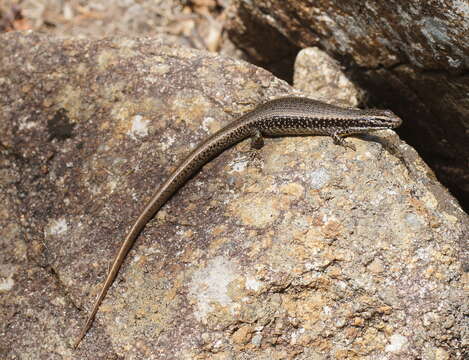 Image of Warm-temperate Water-skink