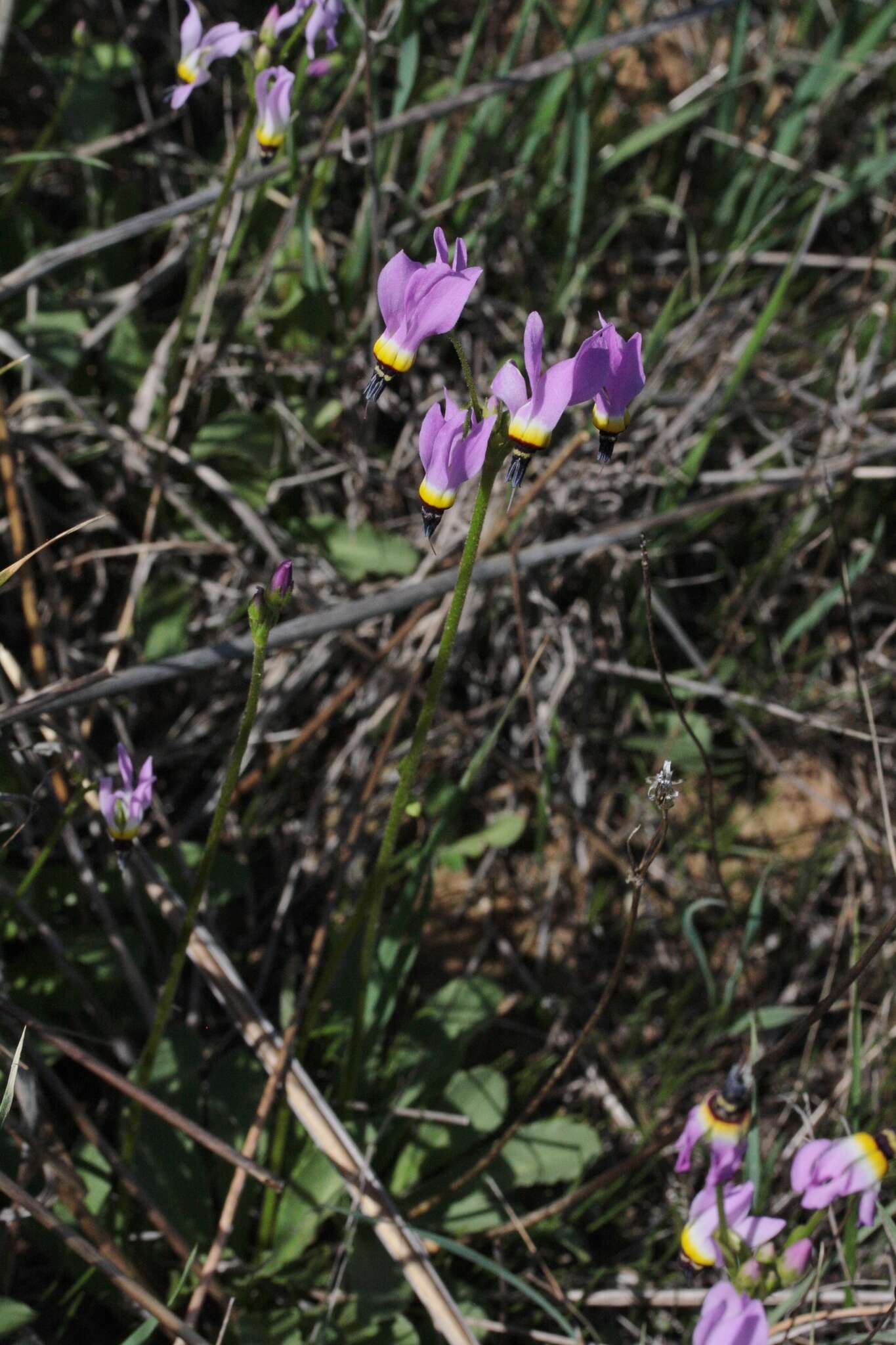 Plancia ëd Dodecatheon clevelandii subsp. clevelandii