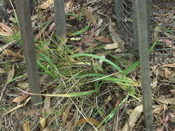 Image of Dianella amoena G. W. Carr & P. F. Horsfall