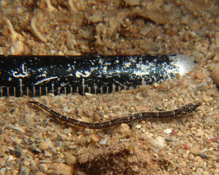 Image of Tidepool pipefish