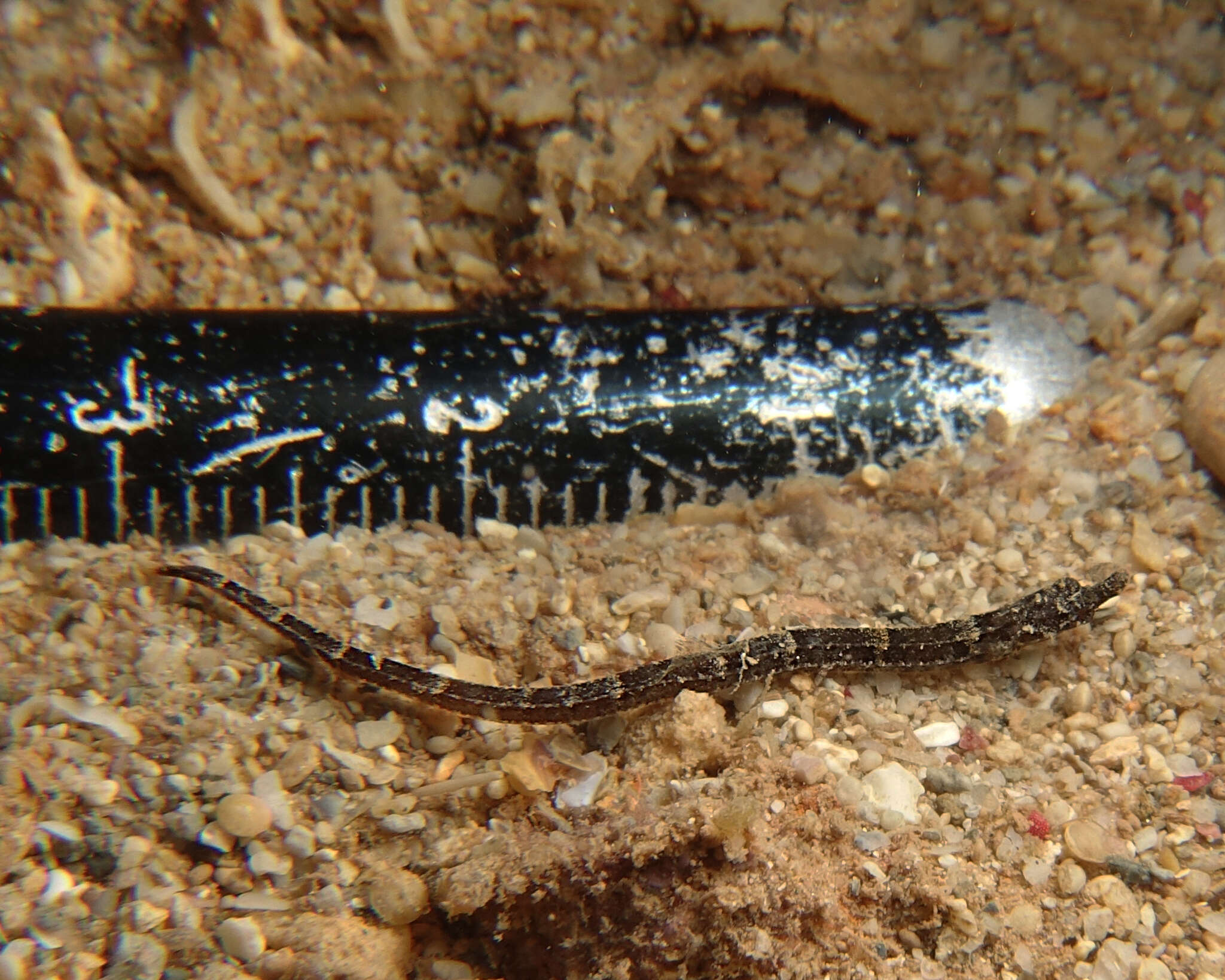 Image of Tidepool pipefish