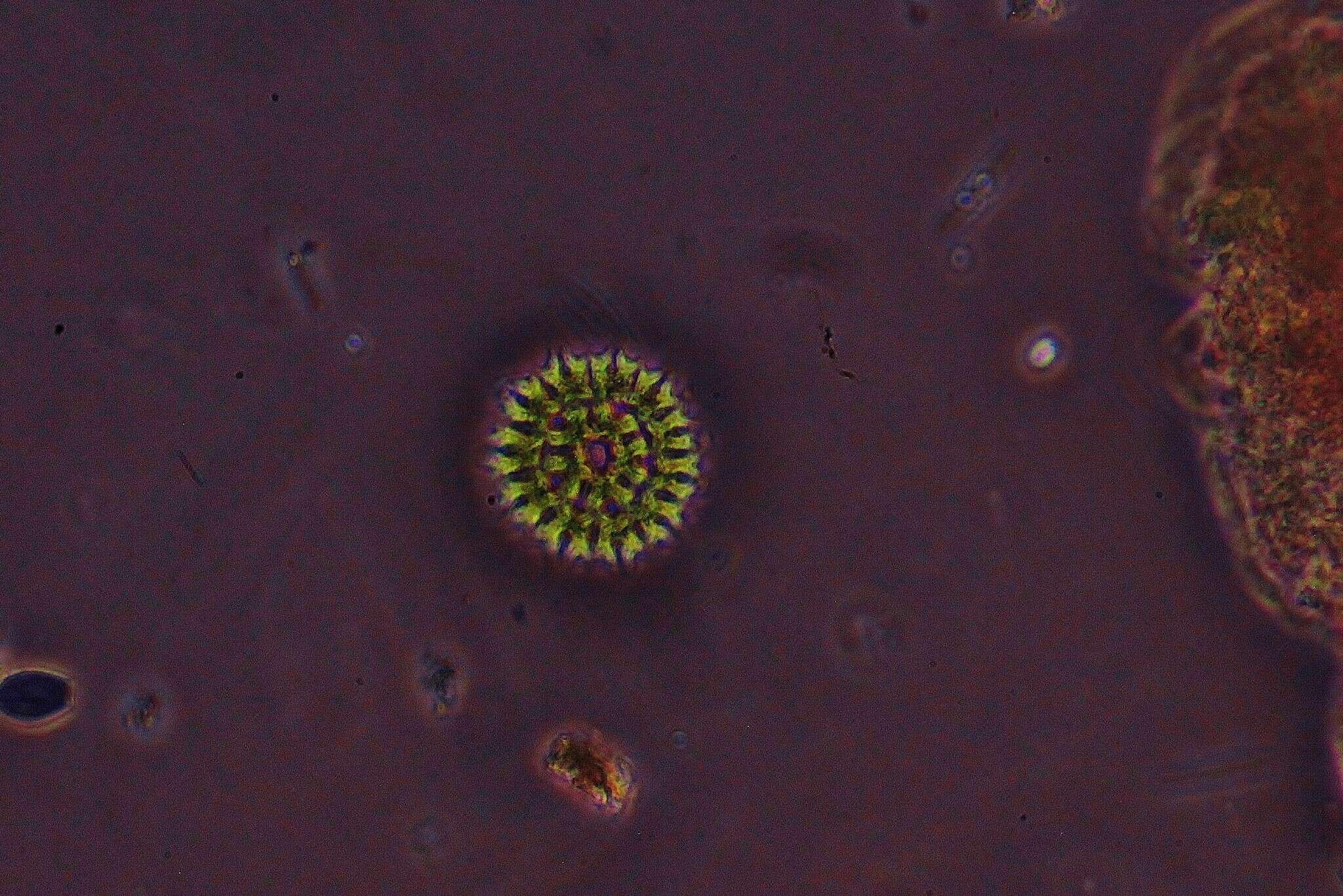 Image of Parapediastrum E. Hegewald 2005