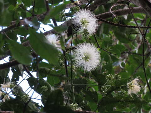 Image of Archidendron hendersonii (F. Muell.) I. C. Nielsen