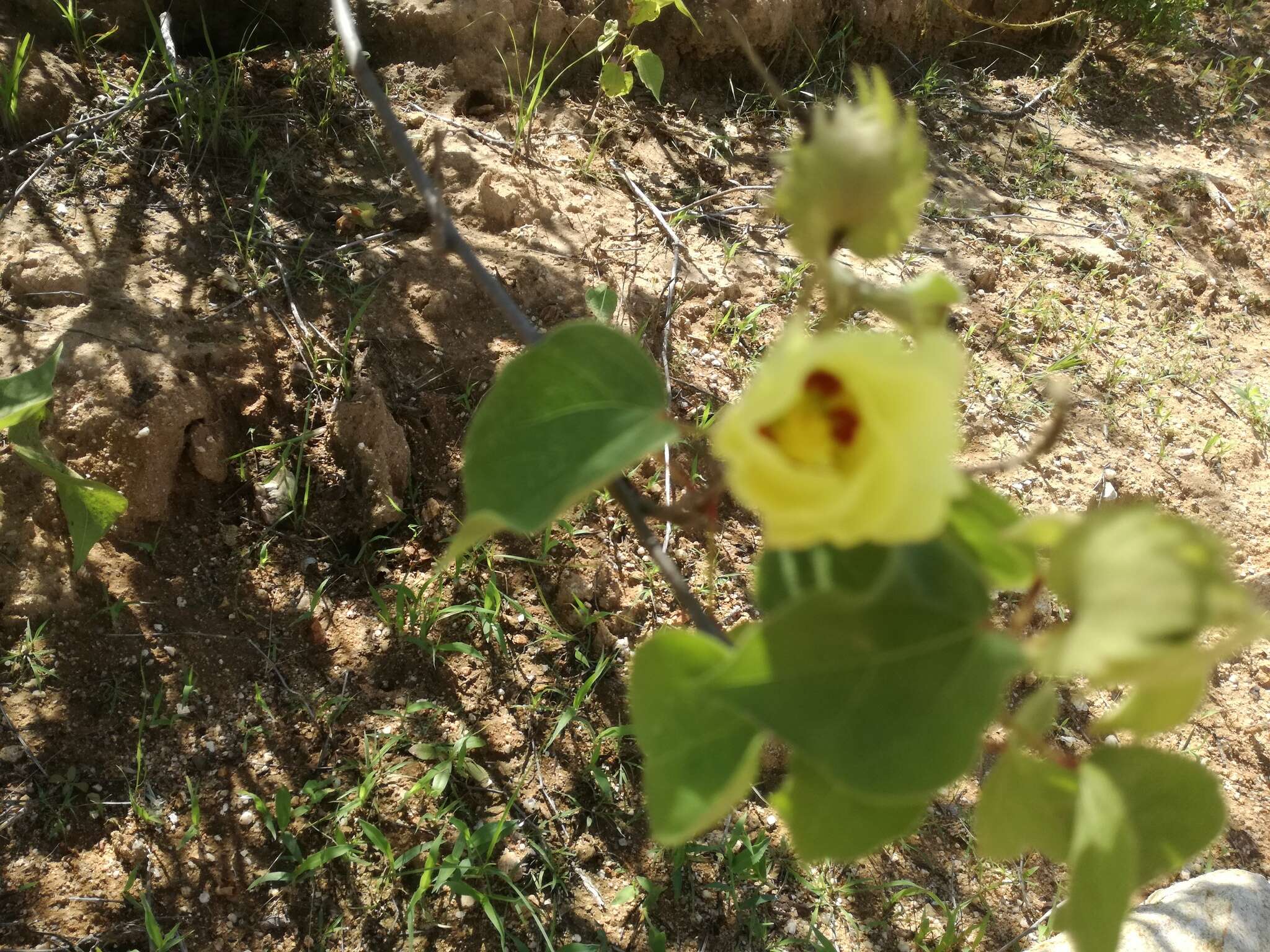 Image de Gossypium klotzschianum Anderss.