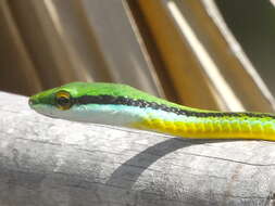 Image of Pacific Coast Parrot Snake