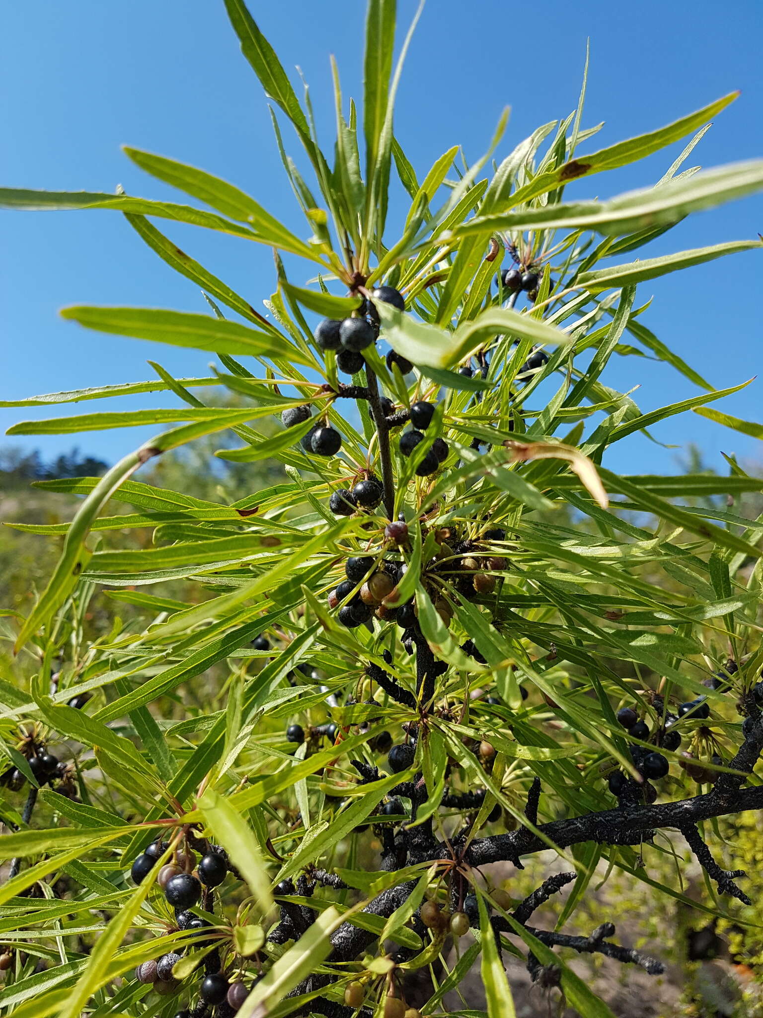 Sivun Rhamnus erythroxylon Pall. kuva