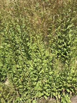 Image of Roan Mountain goldenrod