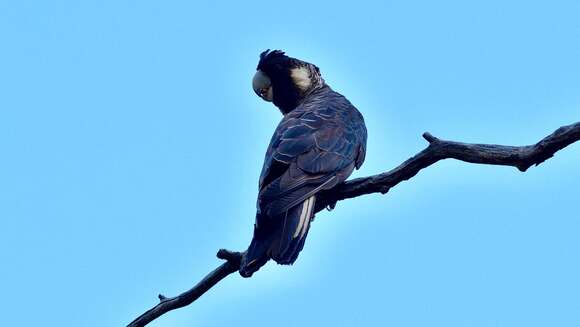 Image of Carnaby's Black Cockatoo